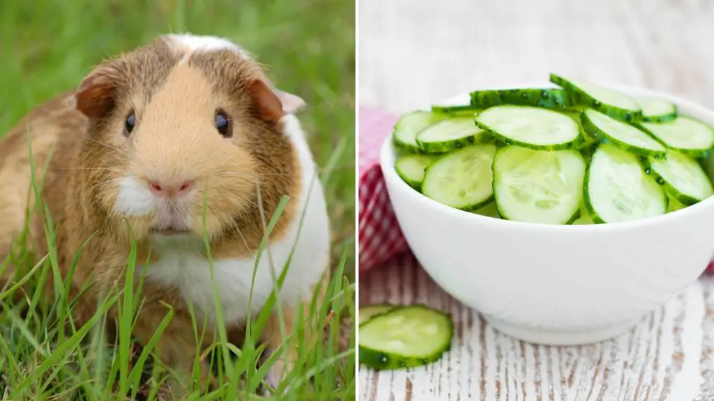 Can guinea pigs eat cucumber everyday