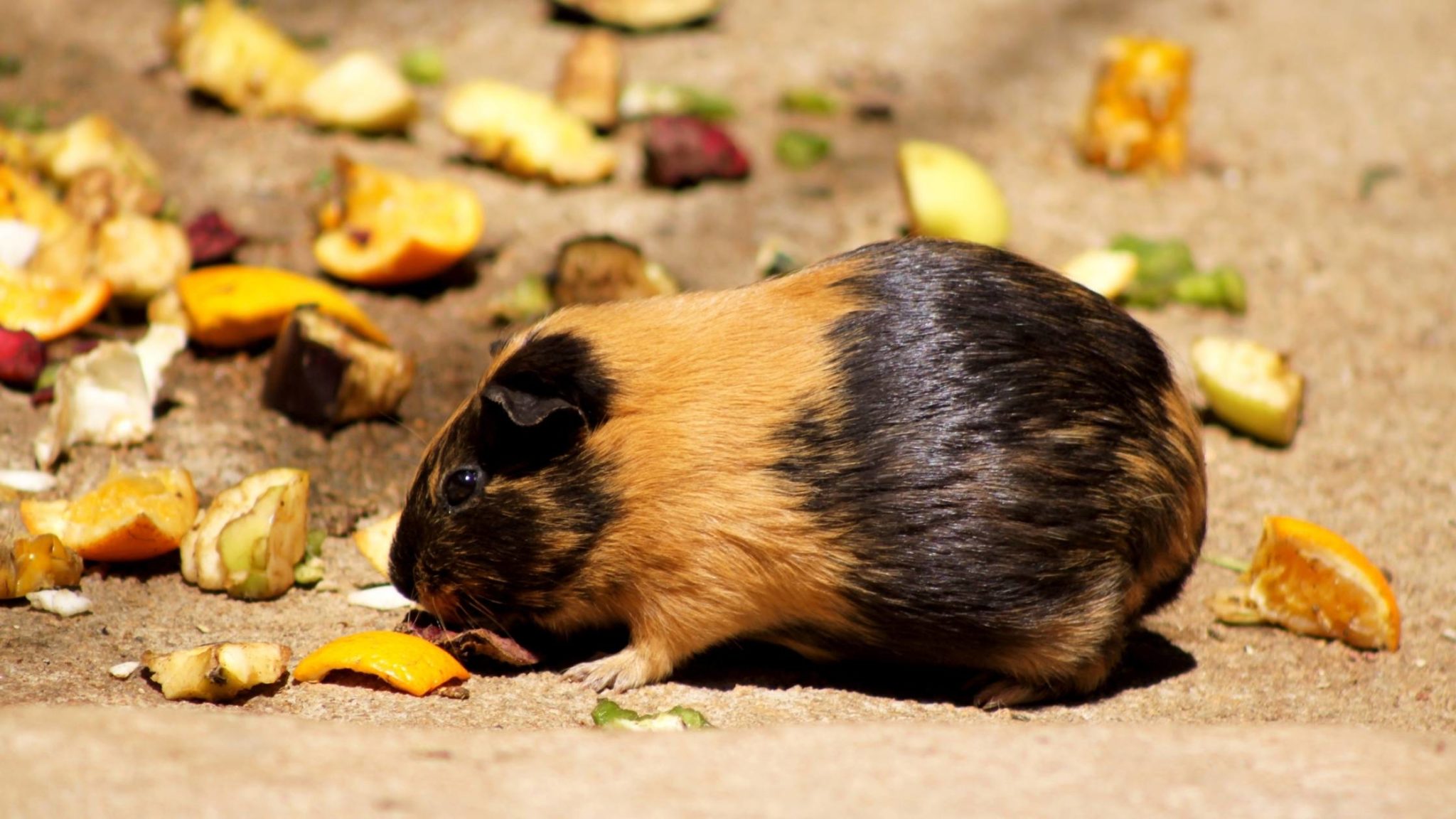 Can Guinea Pigs Eat Almonds? Risks, Benefits and More