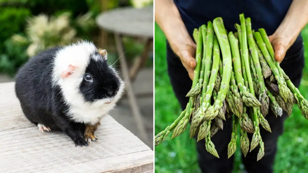 Can guinea pigs eat the whole asparagus