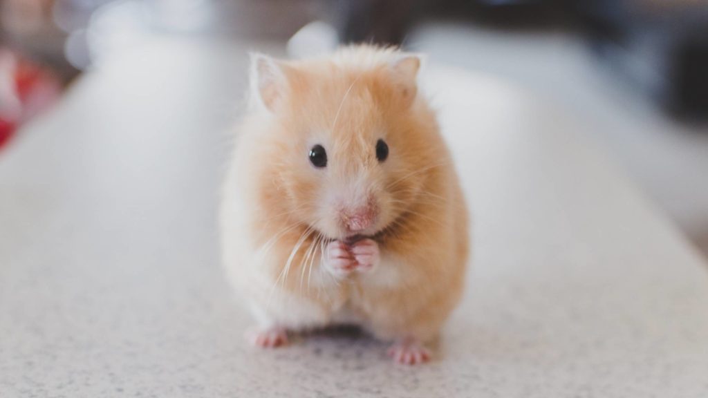 Can hamsters eat bananas 2 Can hamsters eat bananas Can hamsters eat bananas