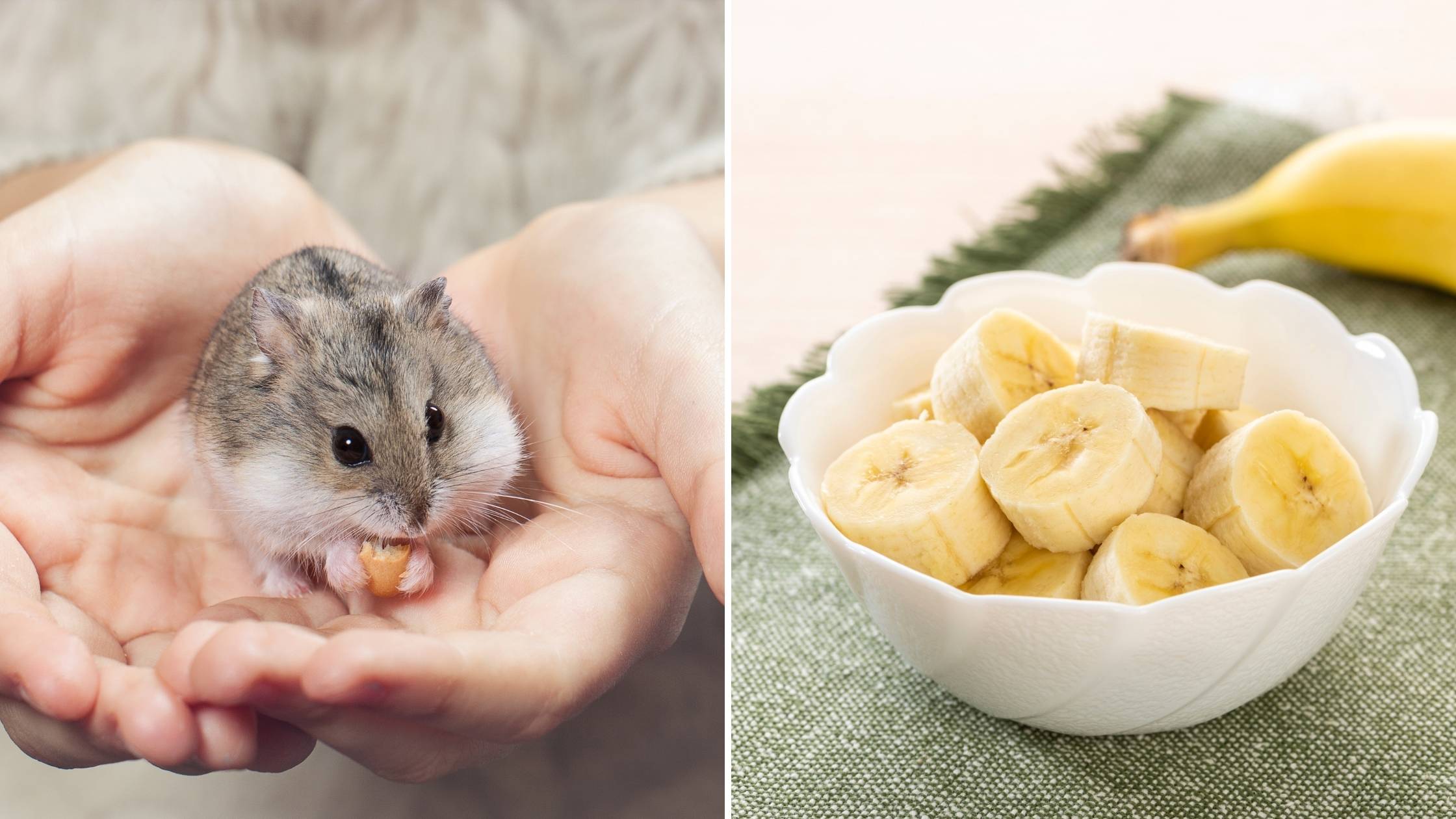 Can hamsters eat bananas (2)