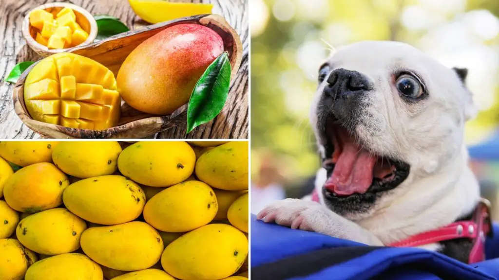 Can mangos kill dogs