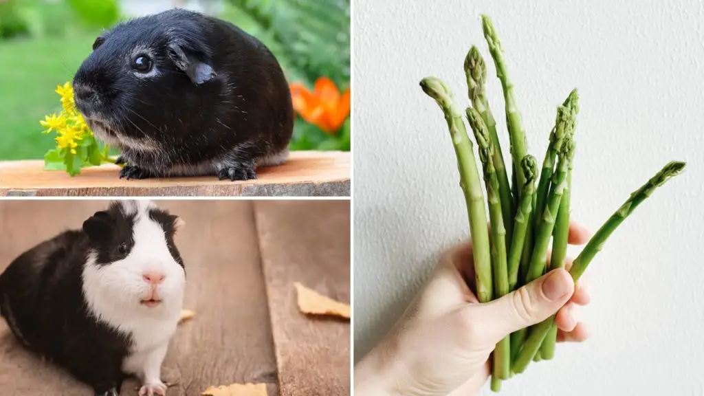 Can pigs eat raw asparagus