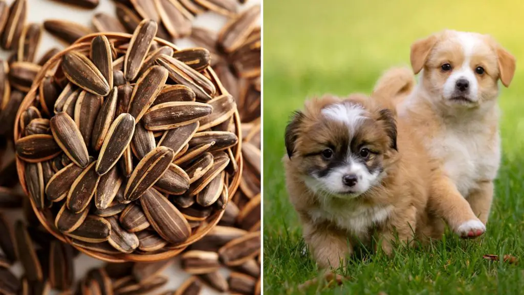 Can puppies eat sunflower seeds too