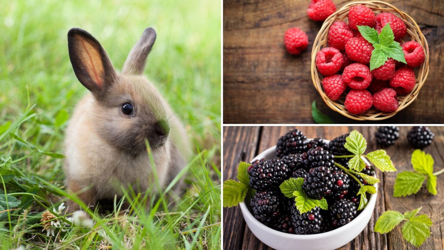Can Rabbits Eat Blackberries? Risks, Benefits and More