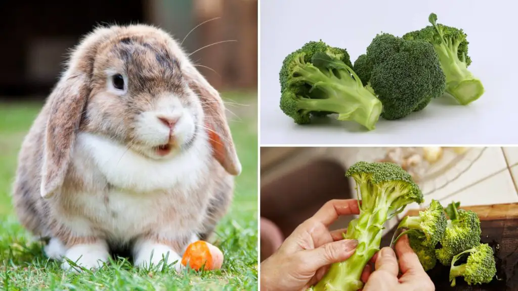 Can rabbits eat raw broccoli