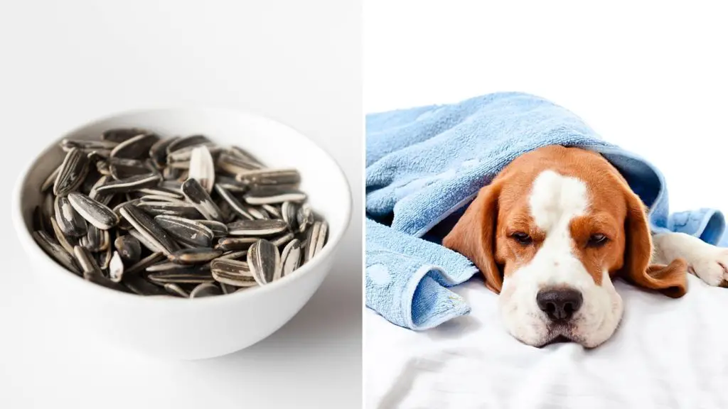 Can sunflower seeds make dogs sick