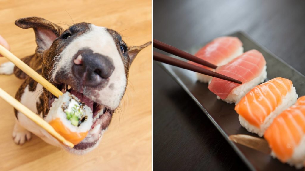 Can sushi kill a dog_