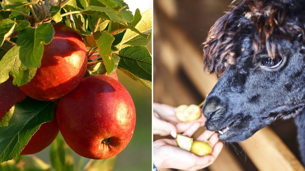 Do alpacas eat apples_