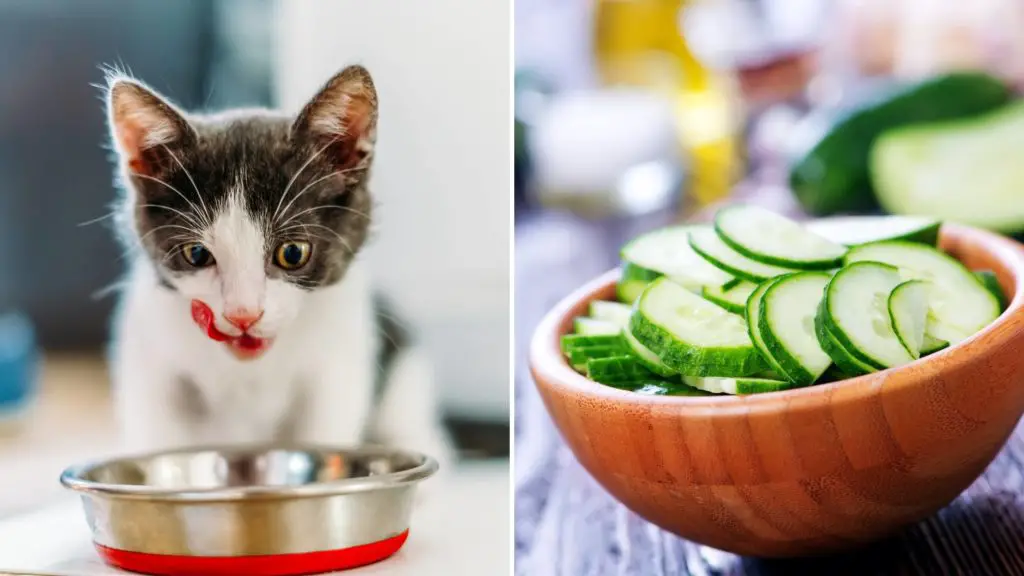 Do cats like cucumbers