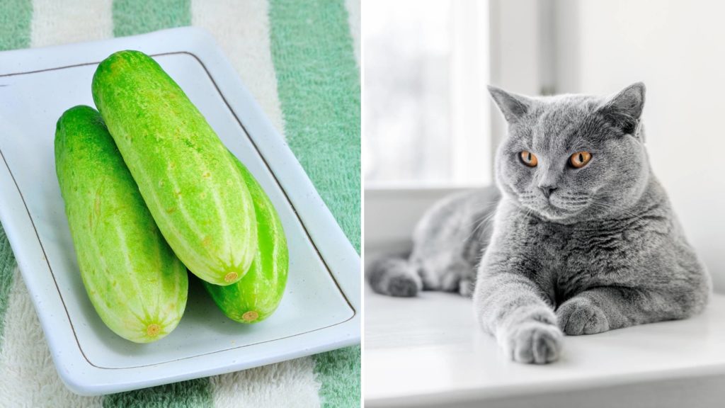 Do cats like cucumbers_ (2)