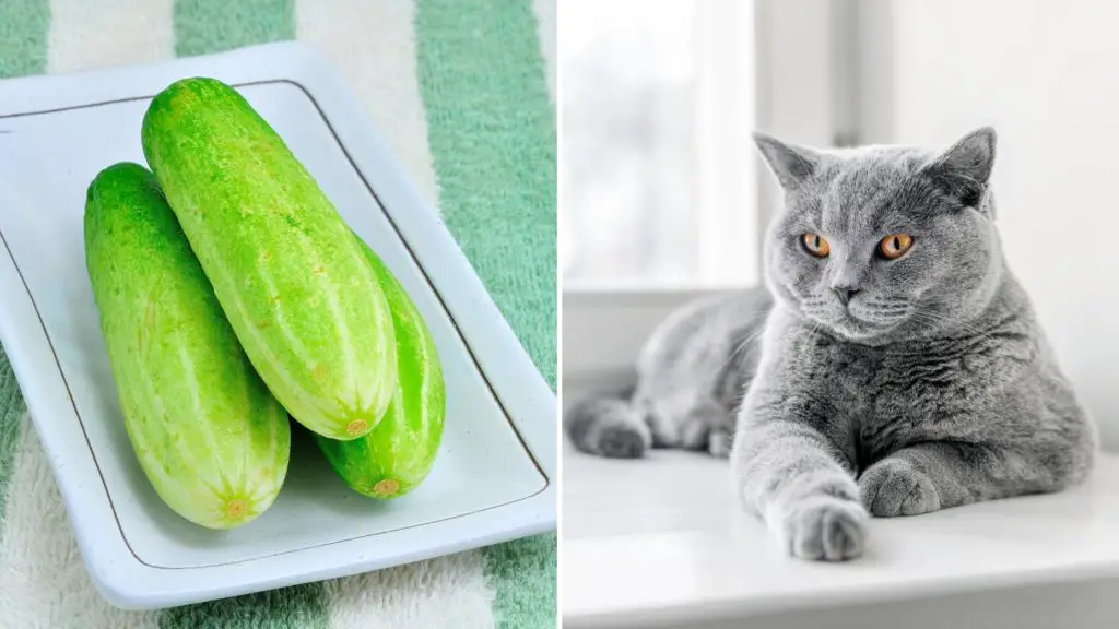 Do cats like cucumbers 2 3 can cats eat cucumbers Do cats like cucumbers_ (2)