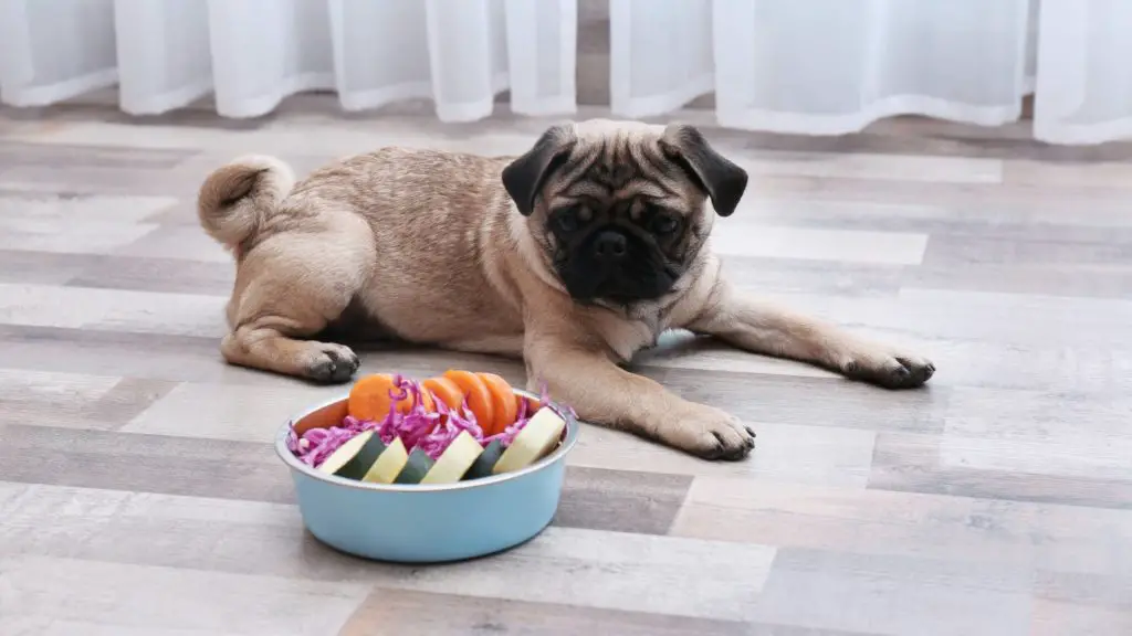 Do pugs need special food