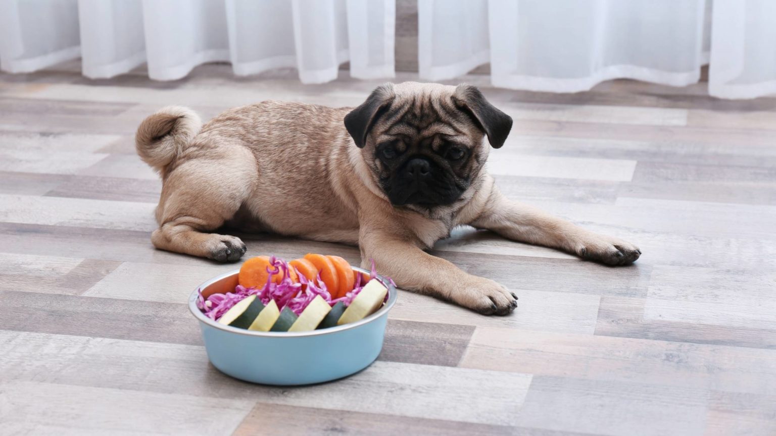 Best Dog Food for Pugs in 2021 A Complete Guide