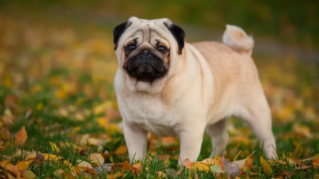 Do pugs need special food