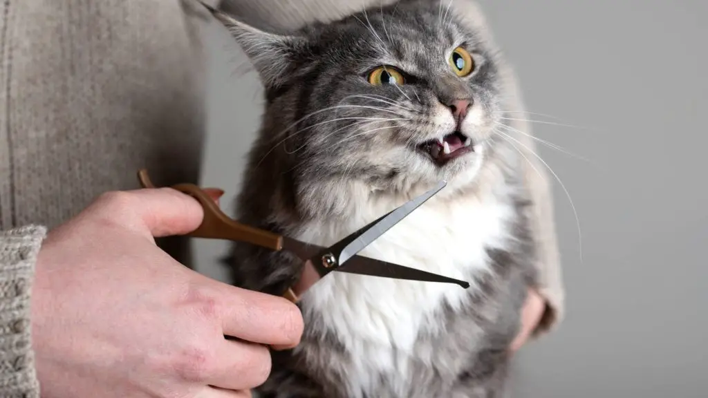 Does cutting a cat's whiskers hurt them