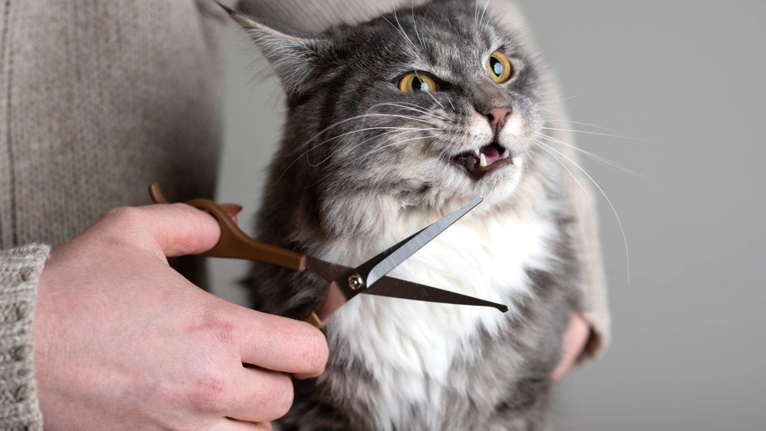 Do Cats Whiskers Grow Back? The Complete Guide