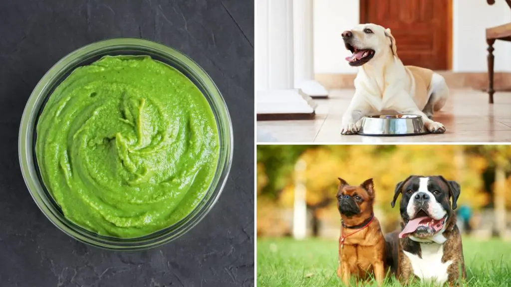 Dogs and wasabi