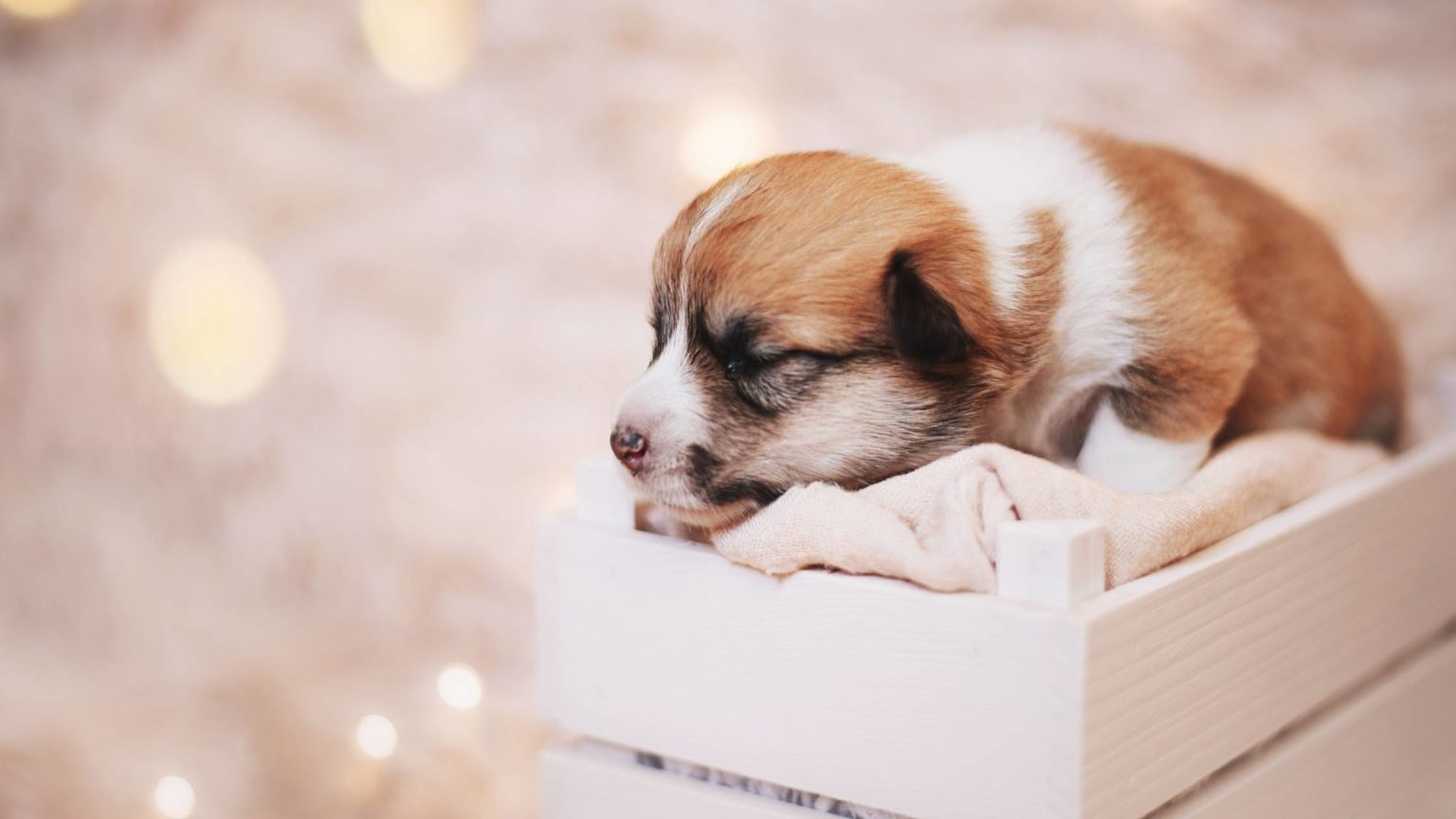 Breeder Costs How much is a puppy?