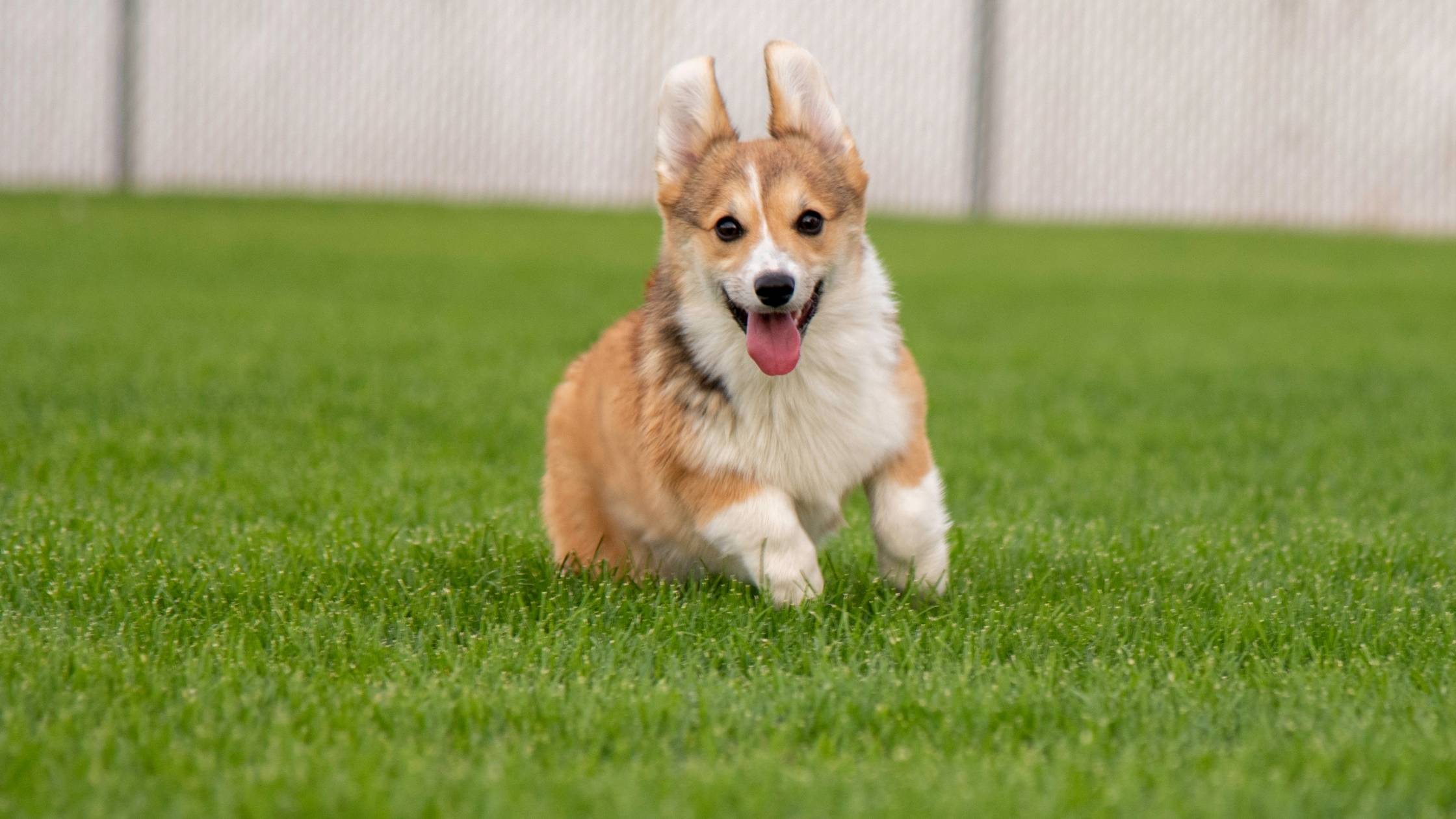 How much is a Corgi puppy