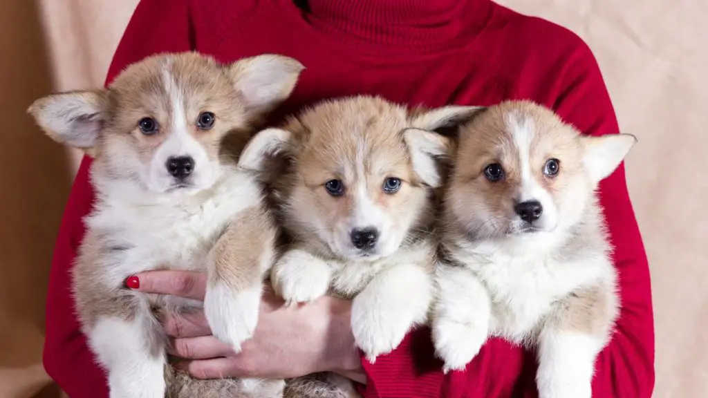How Much does a Corgi Puppy Cost to Buy and Raise