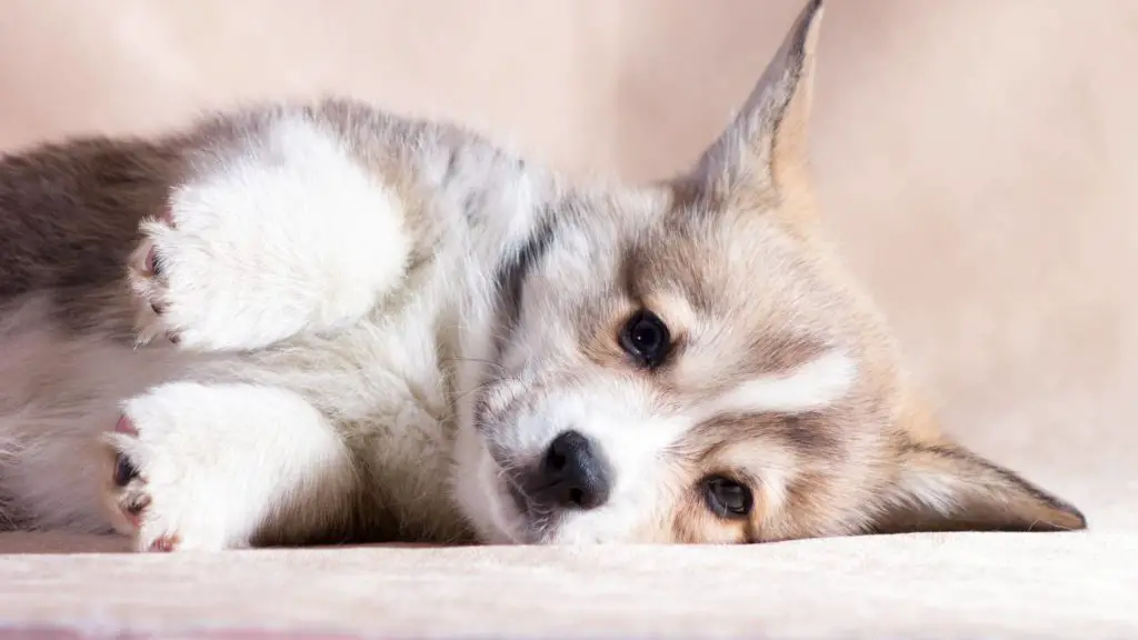 How Much does a Corgi Puppy Cost to Buy and Raise 4 3 How much is a Corgi puppy How Much does a Corgi Puppy Cost to Buy and Raise