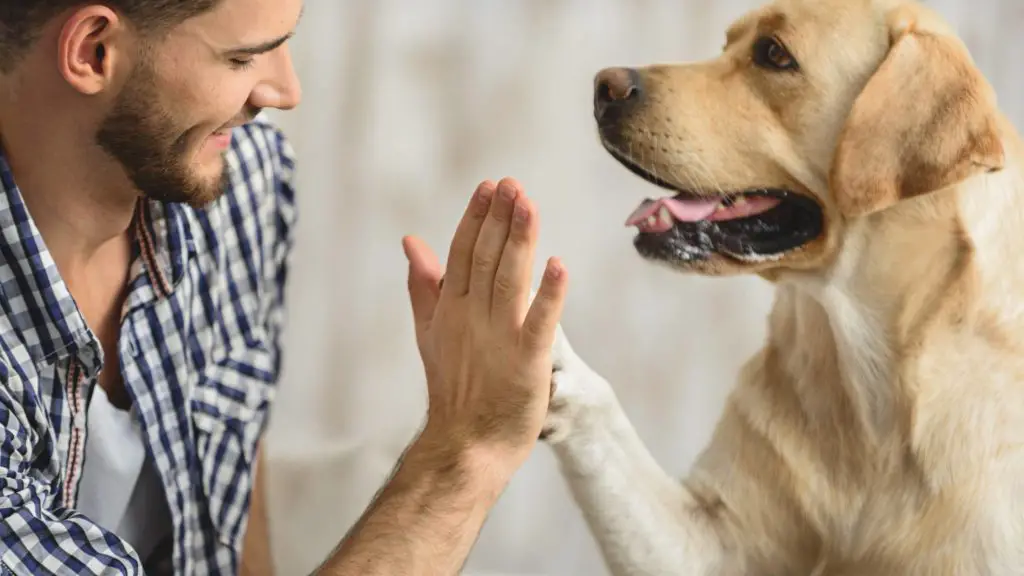 How do I get my dog to stop barking 4 do dogs get tired of barking How do I get my dog to stop barking