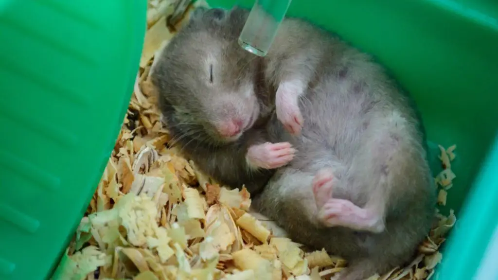 How do I know if my hamster is hibernating or dead