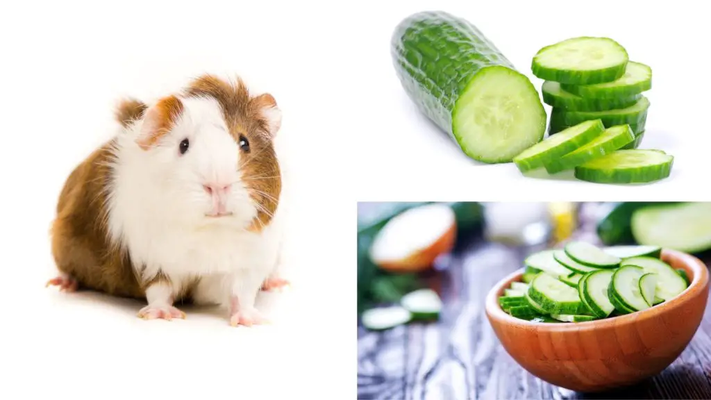 How do you prepare cucumbers for guinea pigs
