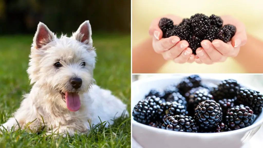 How many blackberries can I give my dog