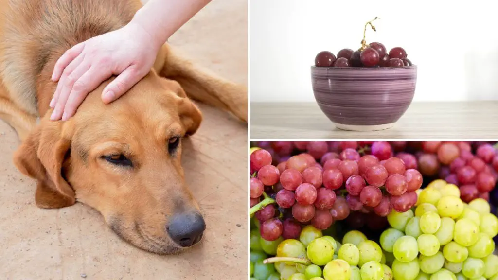 How many dogs die from eating grapes