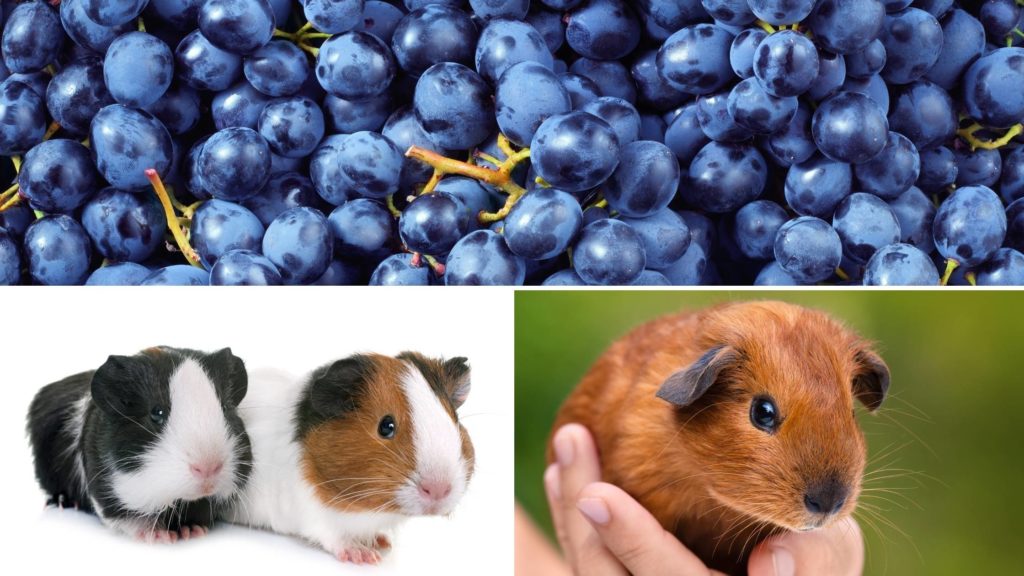 How many grapes should I feed my guinea pig