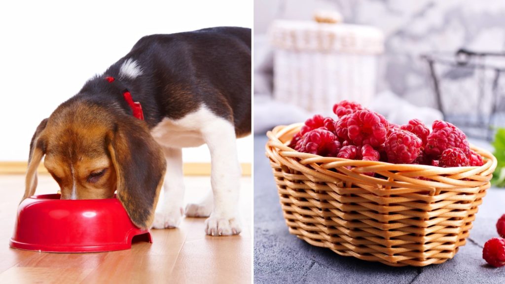 How many raspberries can I give my dog_