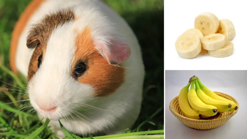 How much banana Can I give my guinea pig 3 can guinea pigs eat bananas How much banana Can I give my guinea pig