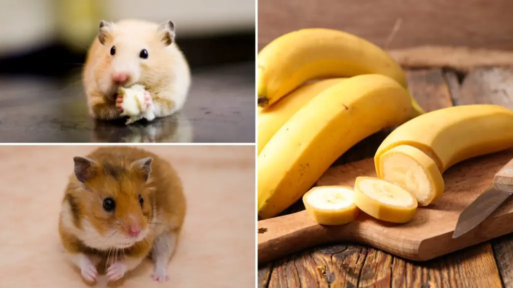How much banana can a hamster have 4 Can hamsters eat bananas How much banana can a hamster have_