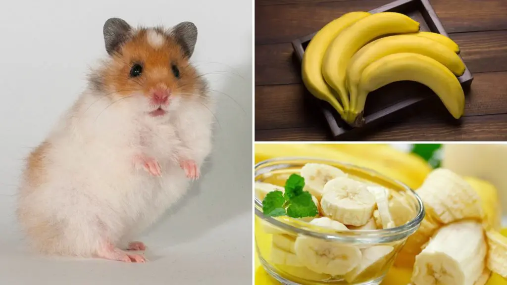 How much banana can a hamster have_ (2)