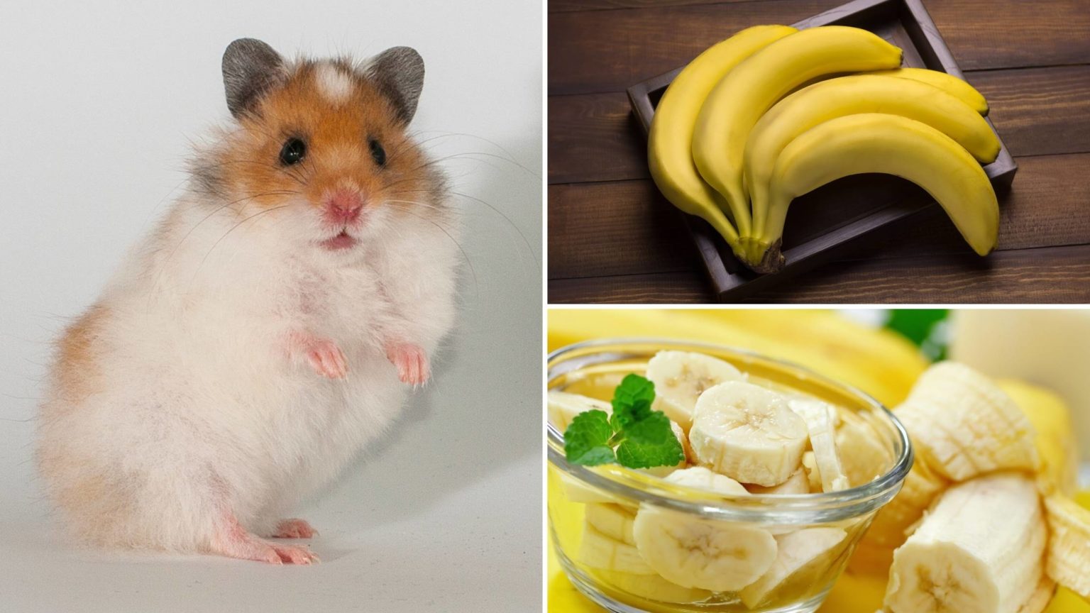 Can Hamsters Eat Bananas? A Complete Guide to Bananas for Hamsters