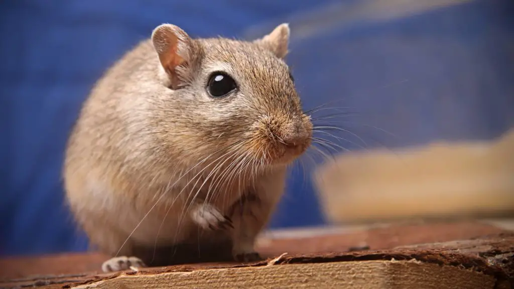 How much do fat-tailed gerbils cost