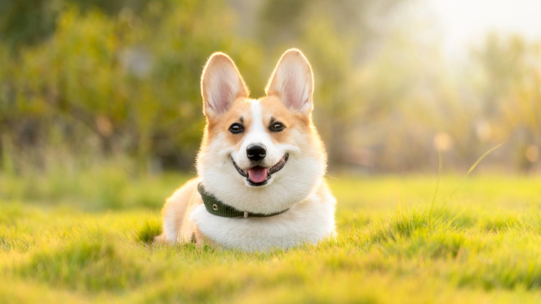 Best Dog Food for Corgis: The Ultimate Guide for 2021