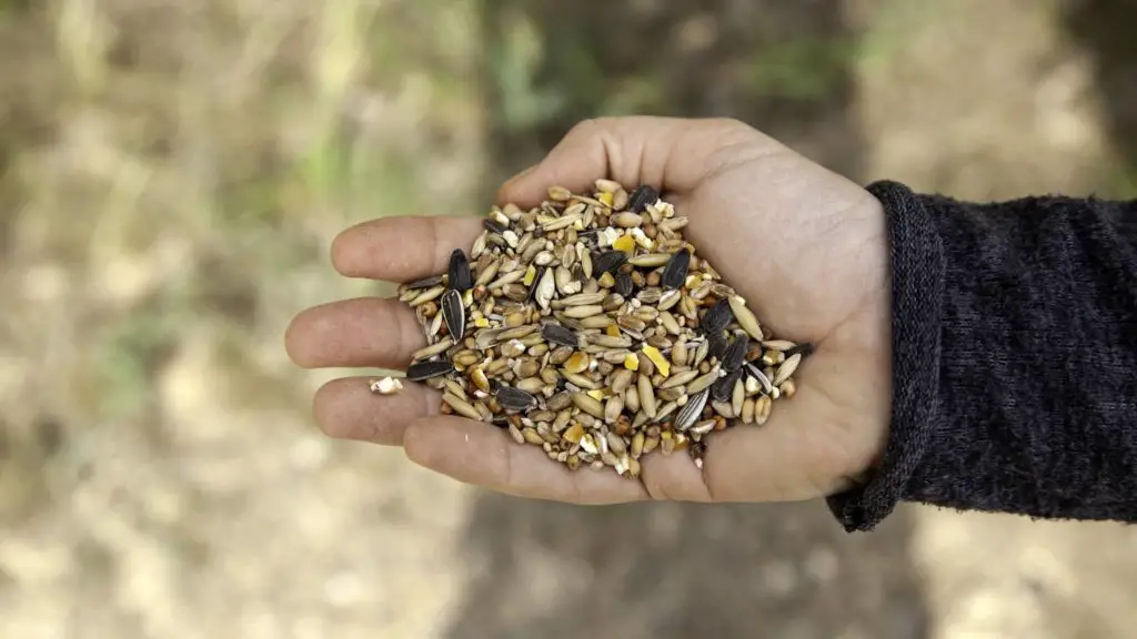 Is birdseed bad for dogs 6 Can dogs eat sunflower seeds Is birdseed bad for dogs