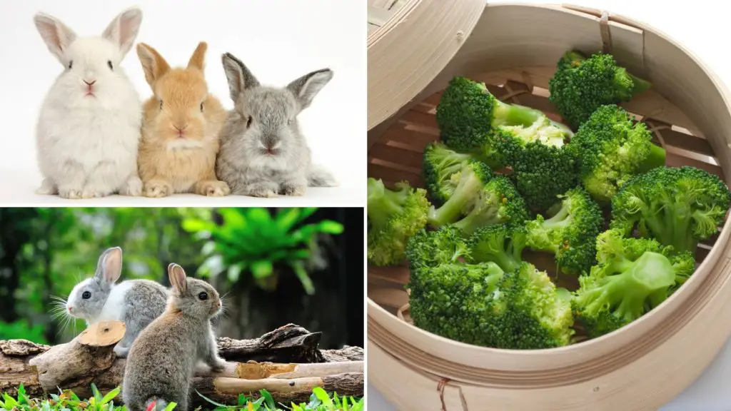 Is broccoli bad for rabbits