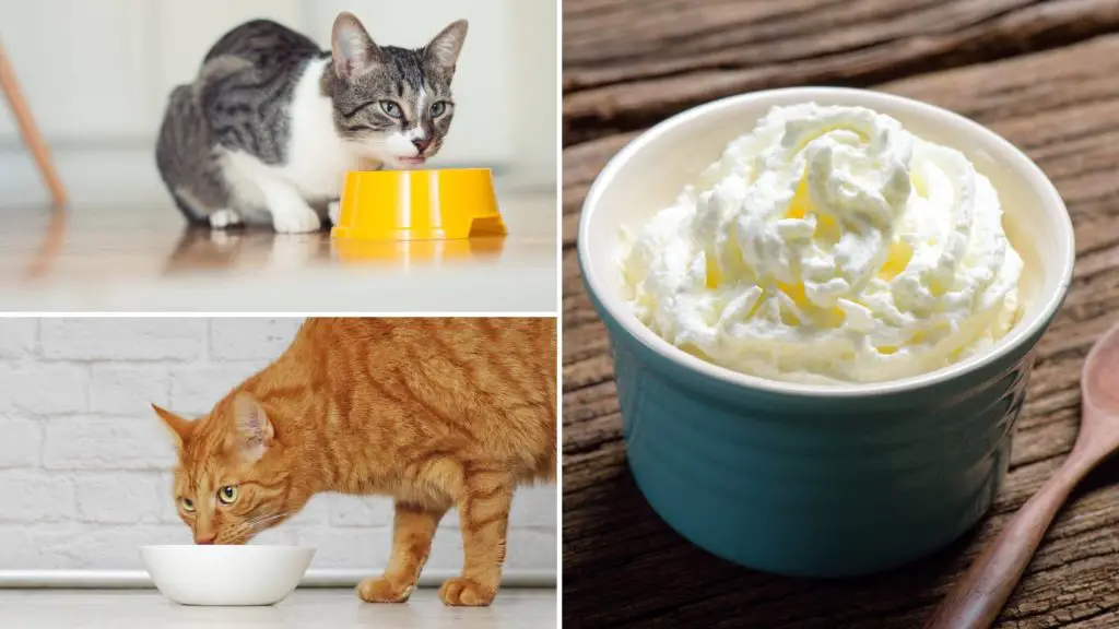 Is it OK to give Cats whipped cream 5 can cats eat whipped cream Is it OK to give Cats whipped cream
