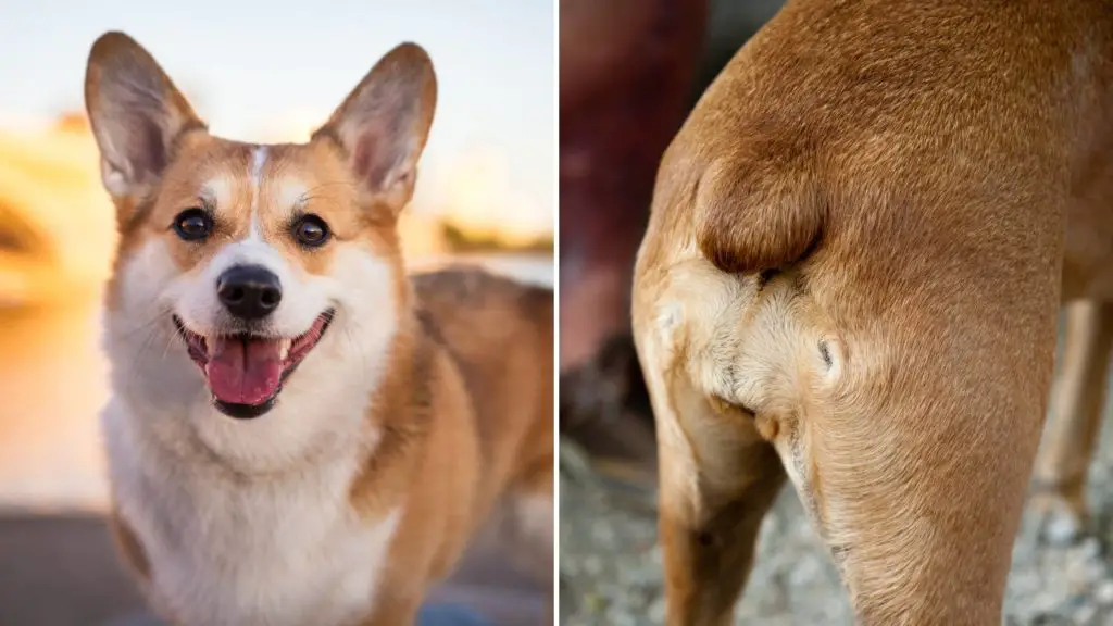 Is it cruel to dock a dogs tail 6 corgi tail Is it cruel to dock a dog's tail_