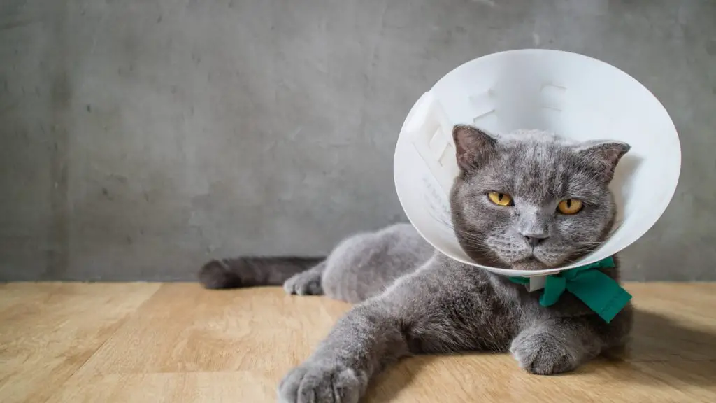 Is my cat sick or just old 7 how long do cats live Is my cat sick or just old_