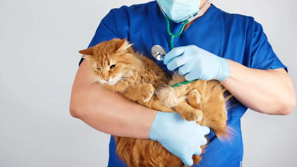 Is my cat sick or just old 3 6 how long do cats live Is my cat sick or just old_ (3)