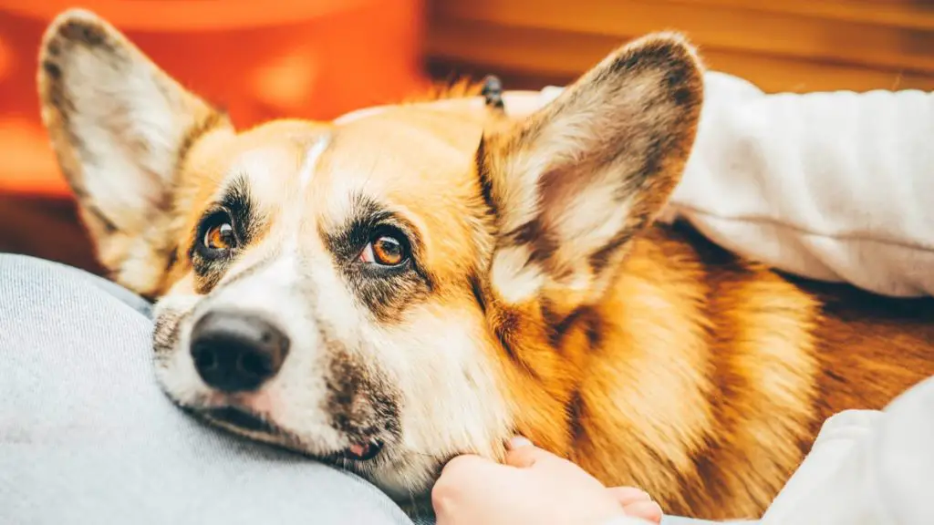 Is tail docking painful to puppies 7 corgi tail Is tail docking painful to puppies