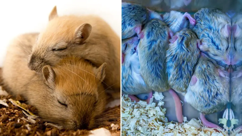 Is there a fat tailed gerbil 4 fat tailed gerbil Is there a fat-tailed gerbil