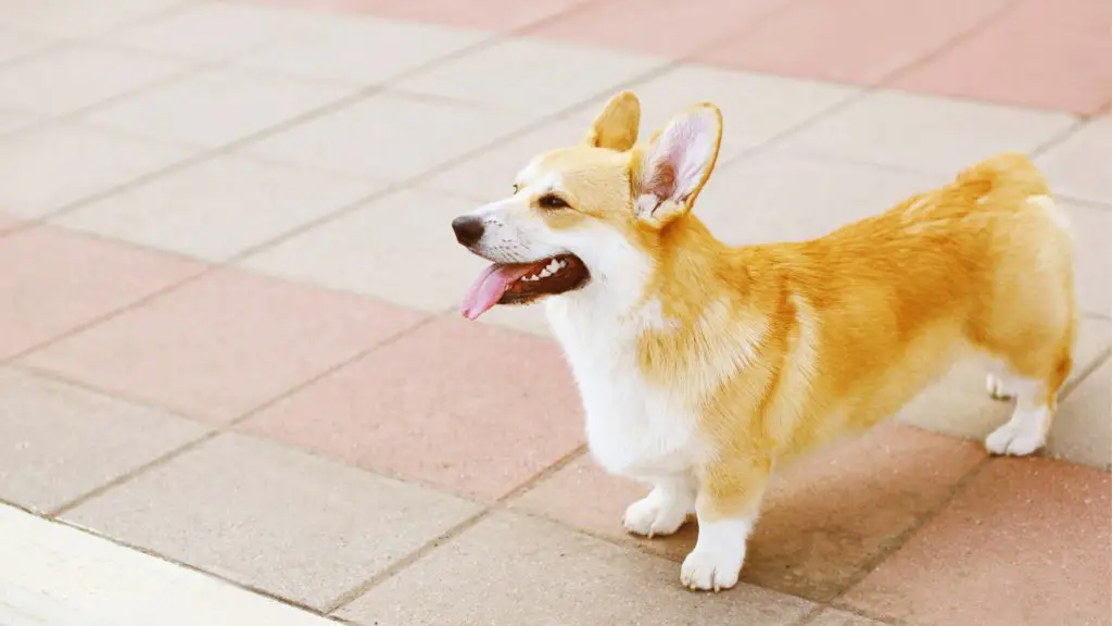 Is there a reason to dock a dogs tail 4 corgi tail Is there a reason to dock a dog's tail