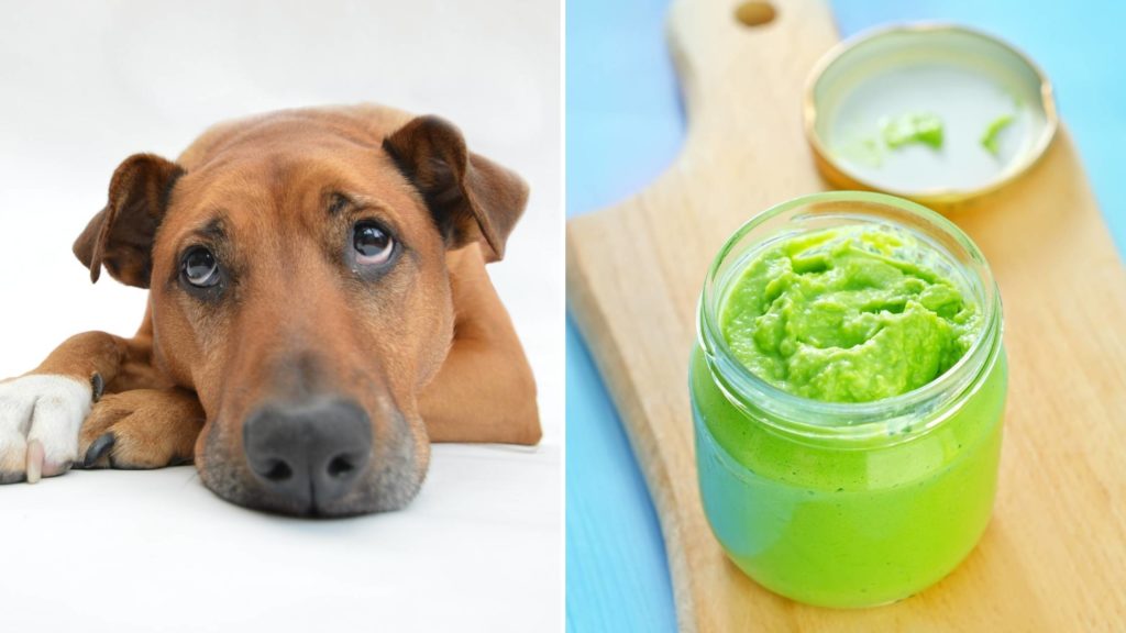 Is wasabi poisonous to dogs_