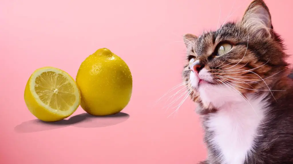 Should Cats Eat Lemon